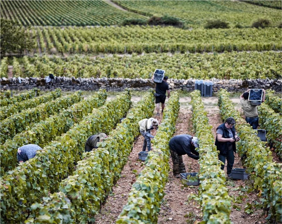 vendanges